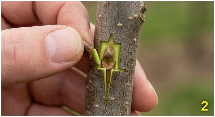 پیوند شکمی یا T (T-Budding)
