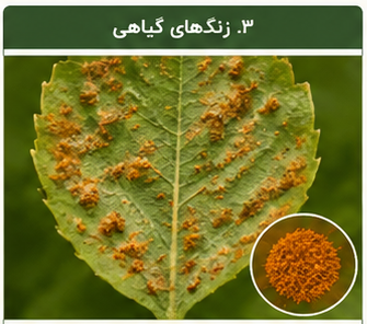 زنگ گیاه روی برگ