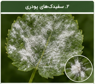 سفیدک های پودری روی برگ