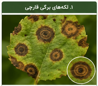 لکه های برگی قاچی در گیاهان