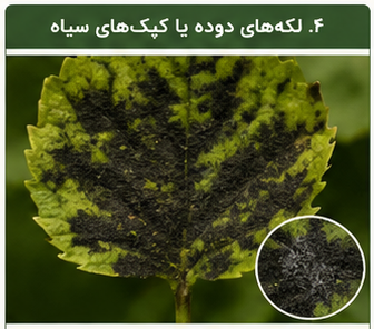لکه های دوده یا کپک های سیاه