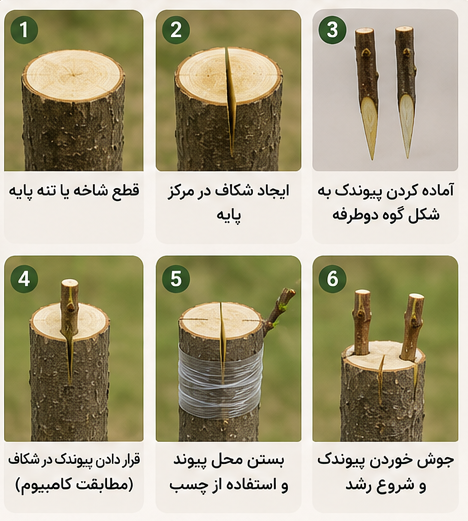 مراحل انجام پیوند شکافی در درختان میوه