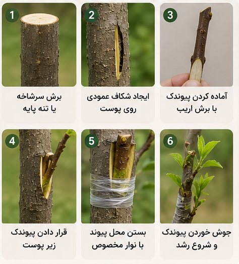 مراحل انجام پیوند پوستی در درختان میوه