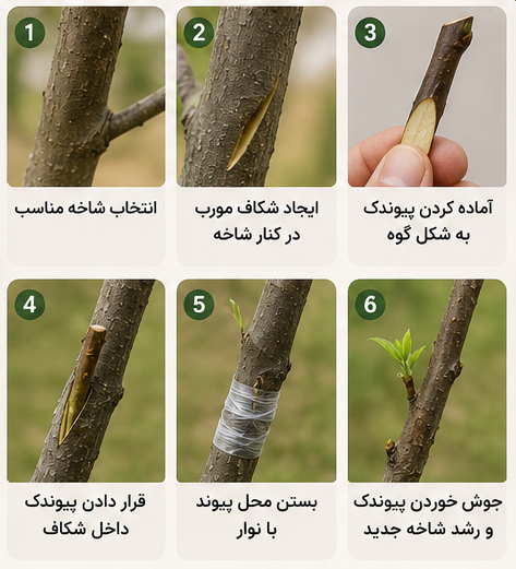مراحل انجام پیوند کنار شکافی در درختان میوه