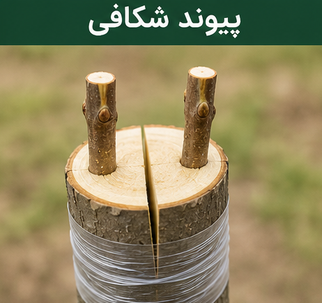 پیوند شکافی در درختان میوه
