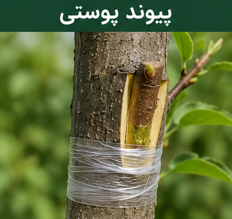 پیوند درختان به روش پیوند پوستی