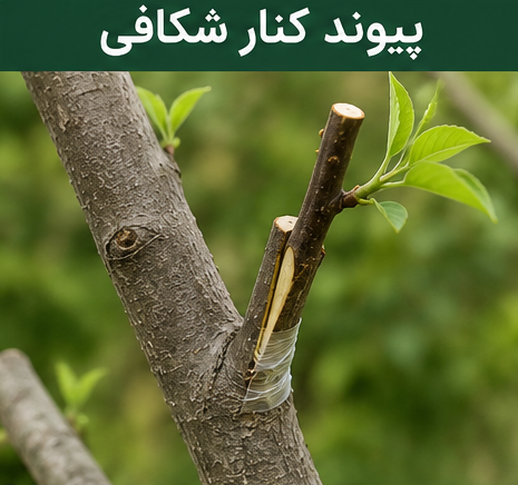 پیوند کنار شکافی در درختان